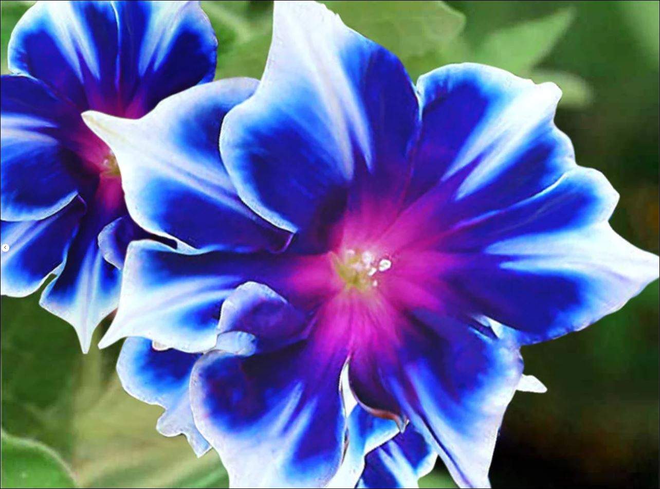 Blue Picotee Morning Glory